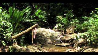 1   Collecting guppies