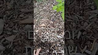 גידול נשירים (עצי תפוח ואגסים) בצורה אנכית