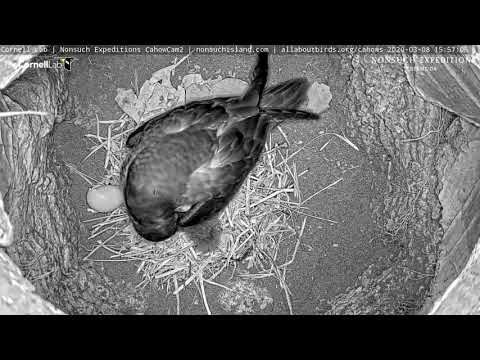 Bermuda Petrel Chick Hatches In CahowCam2 Burrow | Nonsuch Expeditions | Cornell Lab – Mar. 8, 2020