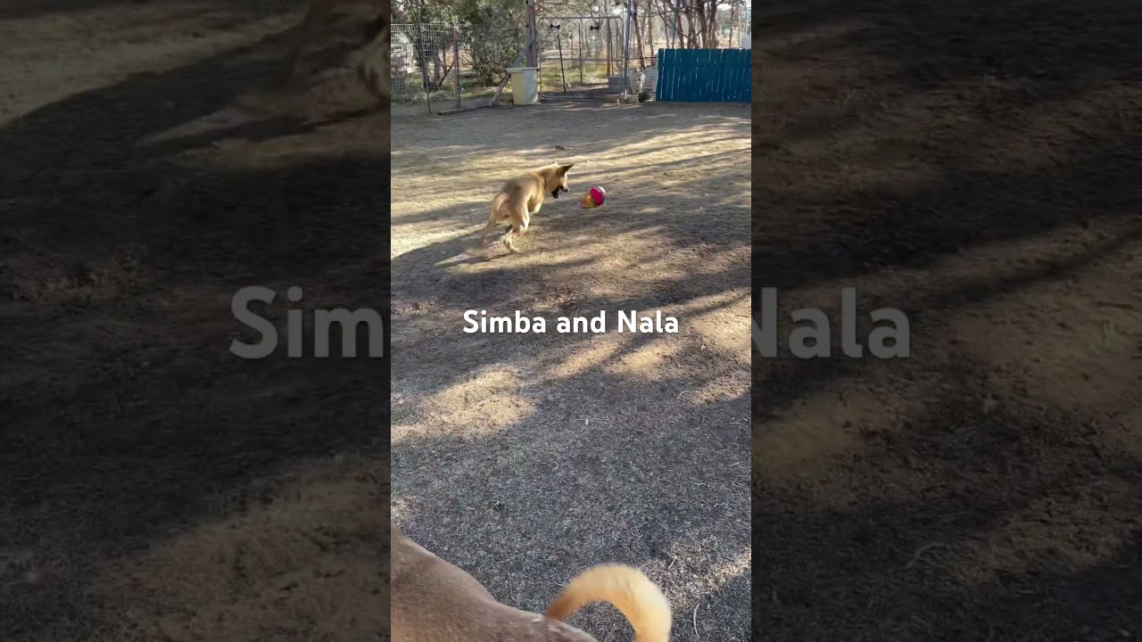 Simba, a Adoptable mixed breed in Durango, CO video 2/6
