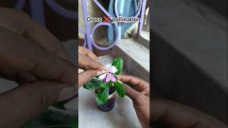 Download lagu Hand Cross Pollination Techniques in vinca ( periwinkle)#shorts #pollination #flowers #gardening mp3