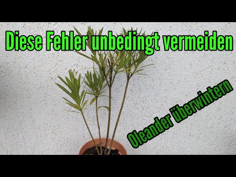 Overwintering oleanders: These MISTAKES must be avoided (Nerium oleander)