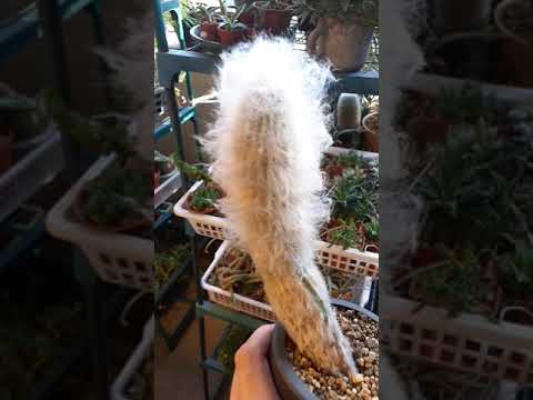 エスポストア ラナタ