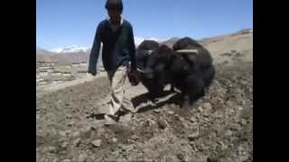 preview picture of video 'Spiti : Kibber in Himachal Pradesh India'
