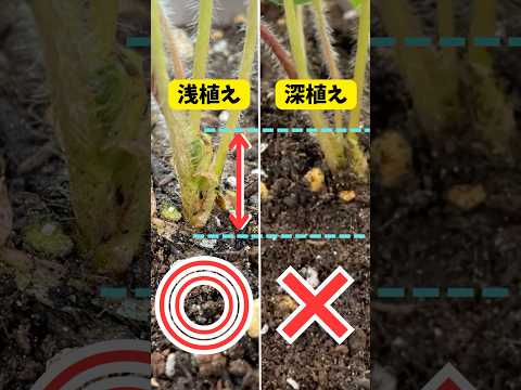 園芸 ハイブリッドヘレニア