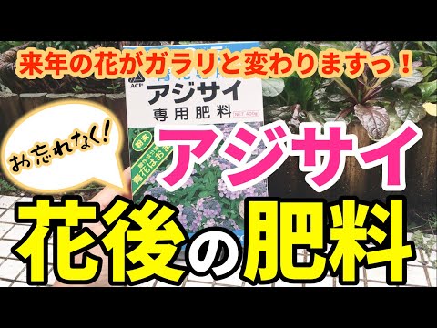 自然な自家製レシピを施肥する場合、アジサイに最適な肥料は何ですか