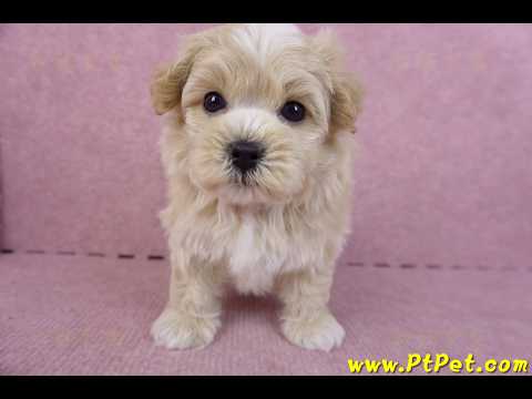 04/20馬爾泰迪 I 公幼犬