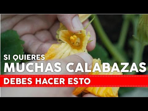 , title : 'SI QUIERES MUCHAS CALABAZAS DEBES HACER ESTO!'