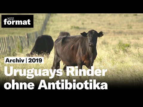 Natur pur: Uruguays Rinder ohne Antibiotika und Hormone (2019)