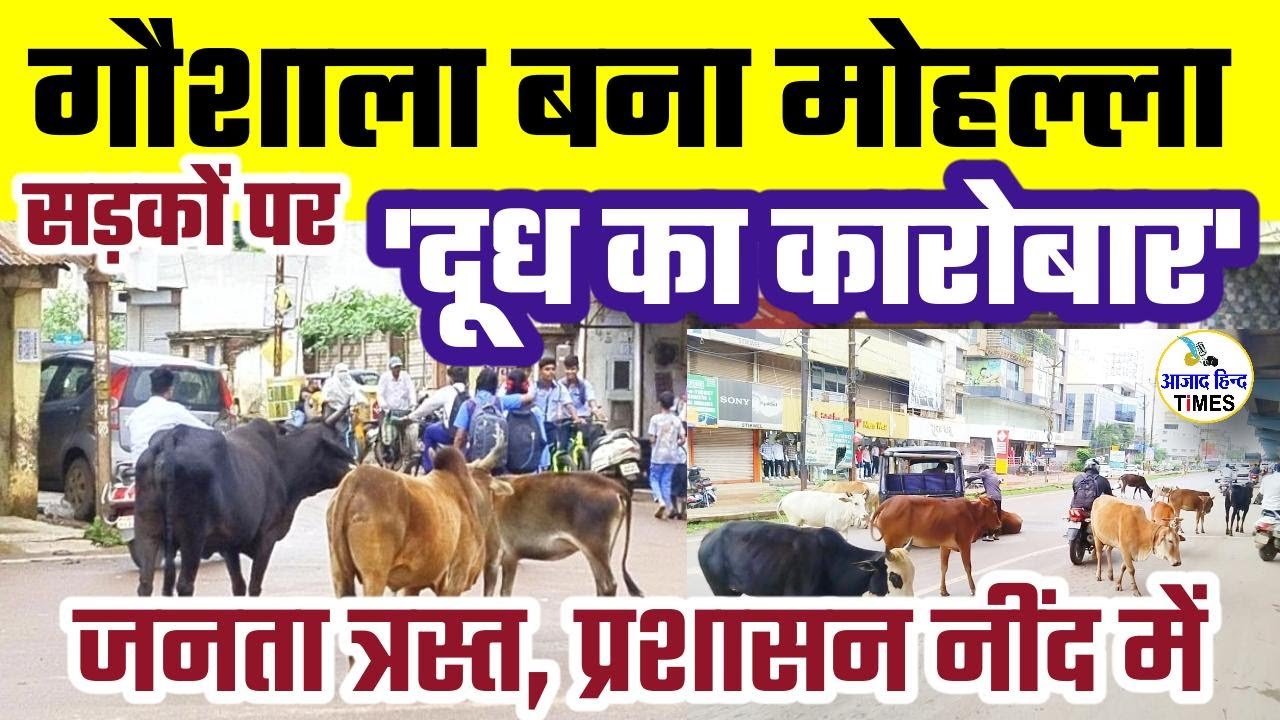 रावणभाठा में गौशाला बना मोहल्ला: सड़कों पर दूध का कारोबार, सड़कें गायों से पटीं, जनता त्रस्त, प्रशासन नींद में