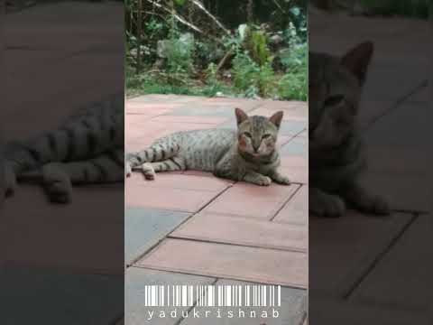 cat #shorts #cat #cat #shorts