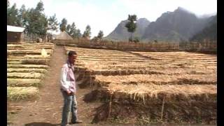 preview picture of video 'Sunarma's latest tree nursery at Mescha Ethiopia'