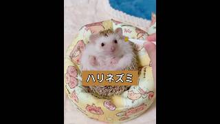 人間を信じることを選んだハリネズミ。#動物 #ハリネズミ #癒し