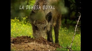 LA DEHESA BOYAL DE SAN SEBASTIÁN DE LOS REYES