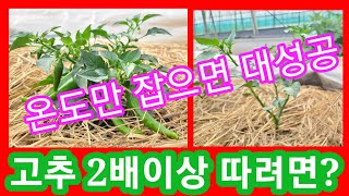 고추농사 잘짓는 방법중 핵꿀팁 가장 중요한 두가지와 곁순제거 시기방법,방아다리 고추 제거 고추재배방법,주말농…