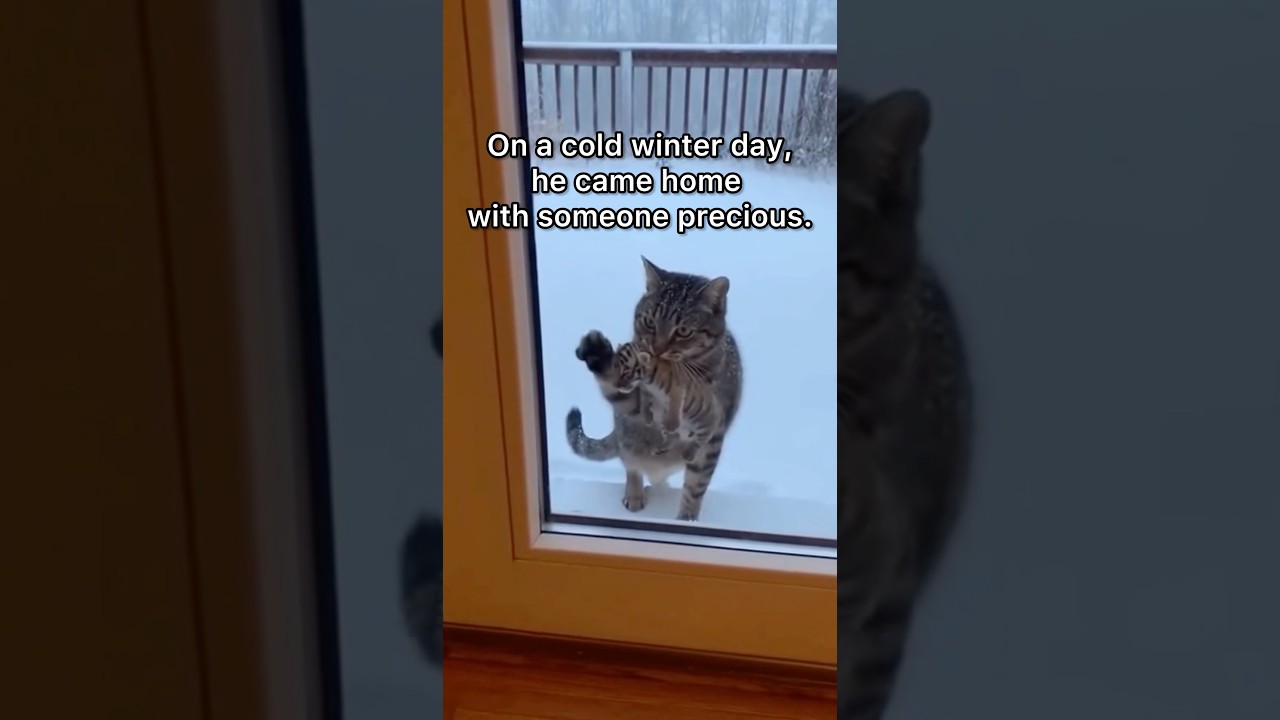 He Came Back For Him #shorts #animals #cat #tiger #gratitude