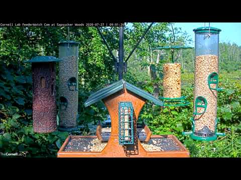 Morning Visitors Touch Down At The Cornell Feeders – July 27, 2020