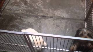 Narak vs Din ( Tiny Poodle