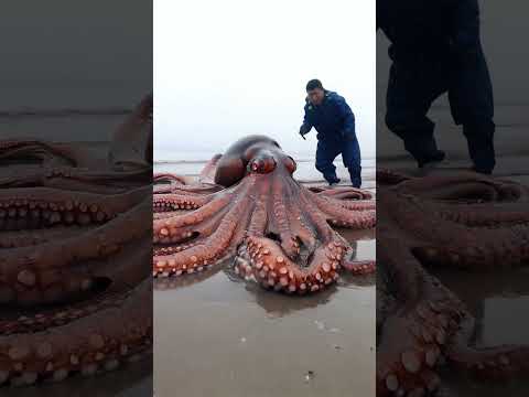 big octopus at isolated beach pacific#pacificocean #pacific #ocean #deepsea #pacificoceanfishing #ai