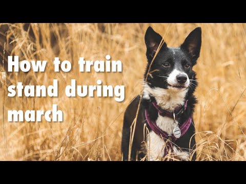 How to teach the stand during march for fci obedience