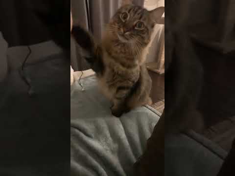 Tony Pajamas shows off his skillz