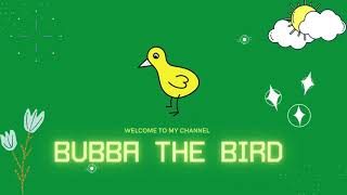 Bubba the bird