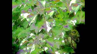 Kate Bush - Song Of Solomon - Music Box version by Alphan Music