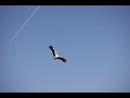2022 White Stork Release