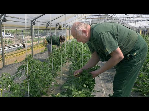 Qualitätspflanzen aus Wesenberg