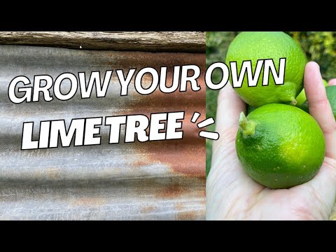 How to grow LIME TREE in a pot