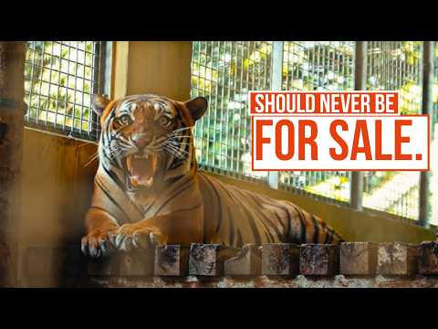 Inside the Illegal Exotic Pet Trade | The Dark Web