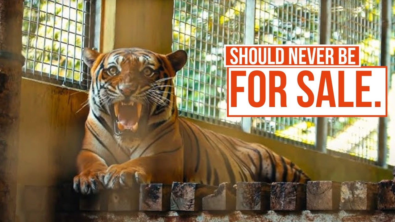 Inside the Illegal Exotic Pet Trade | The Dark Web