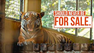Inside the Illegal Exotic Pet Trade | The Dark Web MQDEFAULT Thumbnail