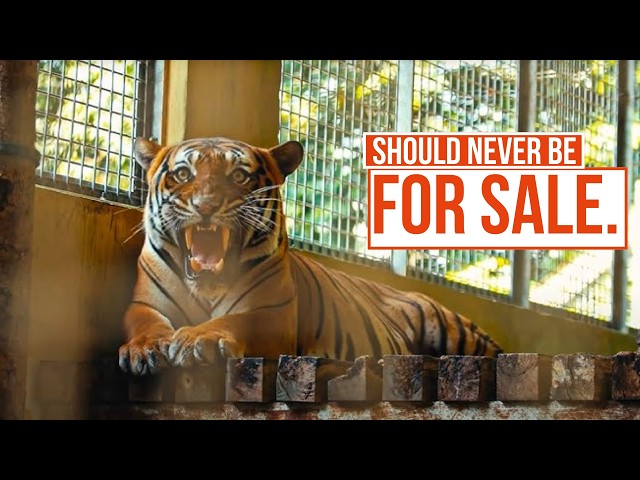 Inside the Illegal Exotic Pet Trade | The Dark Web SDDEFAULT Thumbnail