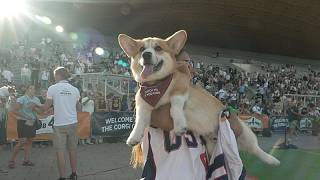 組圖:立陶宛年度柯基犬大賽登場 場面逗趣