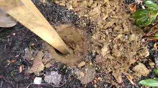 Digging A Hole For Delmoko's Bird Feeder 🕳 🐦 🐦‍⬛ 🦜