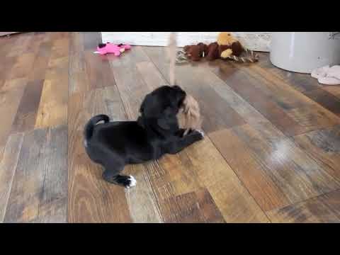 LILY www,ozarkmtnpuppies.com