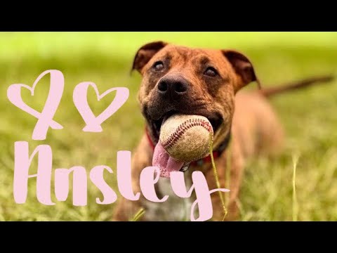 Ansley the fetch queen, an adoptable Pit Bull Terrier & Plott Hound Mix in Philadelphia, PA_image-1
