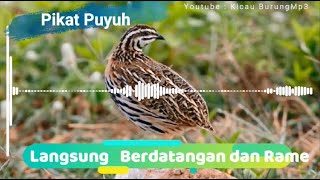 Download lagu Suara Pikat Puyuh Betina Terbaru | Kicau Burung Mp3 mp3 Download lagu Suara Pikat Puyuh Betina Terbaru | Kicau Burung Mp3 mp3