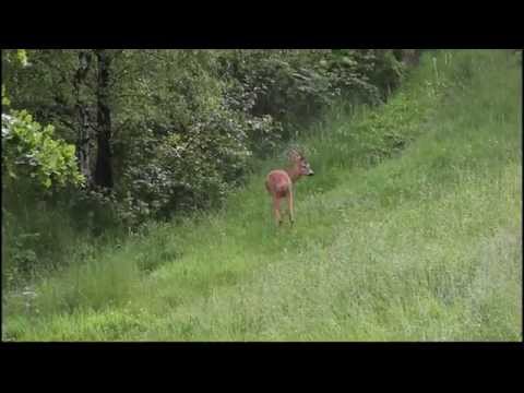 Zielone Wzgórze Pokoje Gościnne Wisła
