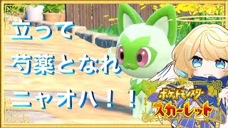 【 スカーレット 】立てよ‼ニャオハ！【 #星守観測所 】