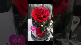 Valentines Gift | Enchanted Rose | Beauty and the Beast | Preserved Rose