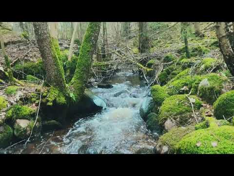 SÖRBYBÄCKEN nära SÖRBYDAL - 2021-03-10 / Ronneby / Blekinge (iPhone SE gen 2) - EDIT