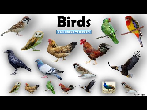 Birds Name | Birds Name in English | Basic English Learning | [Unit # 10]