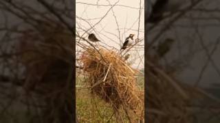 Download lagu Jalak suren dialam liar #shorts #birds #jalaksuren #sarangburung #shortvideo mp3