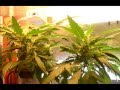EP. 7 Week 5 of flower | Indoor CFL Cannabis Grow ...