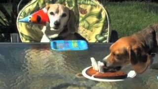 Delicate Steve - "Z Expression" (ANIMAL BIRTHDAYS!!)