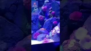 The best of S.E.A Aquariam 2023- Resorts World Sentosa#seaaquariumsingapore #singapore