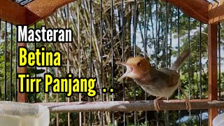 Download lagu PRENJAK GACOR [ Prenjak Betina Gacor Tiir Panjang, suara Jernih, Cocok Buat Masteran & Pancingan ] mp3