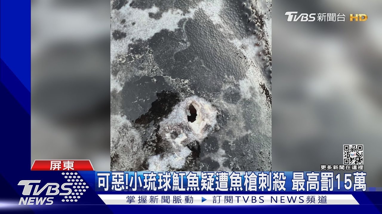 太可惡了!小琉球魟魚疑遭魚槍刺殺 最高罰15萬元
